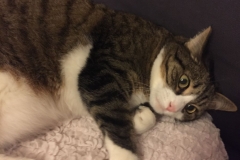 Tiger-Nanny - Mobile Katzenbetreuung Ulm/Neu-Ulm