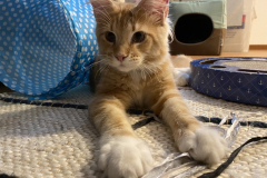 Tiger-Nanny - Mobile Katzenbetreuung Ulm/Neu-Ulm
