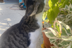 Tiger-Nanny - Mobile Katzenbetreuung Ulm/Neu-Ulm