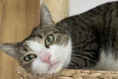 Tiger-Nanny - Mobile Katzenbetreuung Ulm/Neu-Ulm