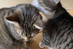 Tiger-Nanny - Mobile Katzenbetreuung Ulm/Neu-Ulm
