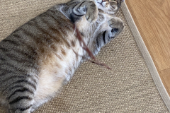 Tiger-Nanny - Mobile Katzenbetreuung Ulm/Neu-Ulm