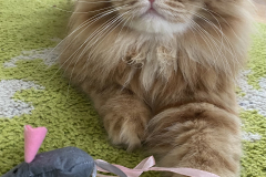 Tiger-Nanny - Mobile Katzenbetreuung Ulm/Neu-Ulm