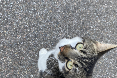 Tiger-Nanny - Mobile Katzenbetreuung Ulm/Neu-Ulm