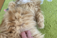 Tiger-Nanny - Mobile Katzenbetreuung Ulm/Neu-Ulm