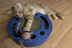 Tiger-Nanny - Mobile Katzenbetreuung Ulm/Neu-Ulm