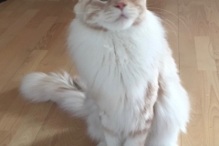Tiger-Nanny - Mobile Katzenbetreuung Ulm/Neu-Ulm