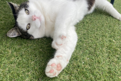 Tiger-Nanny - Mobile Katzenbetreuung Ulm/Neu-Ulm