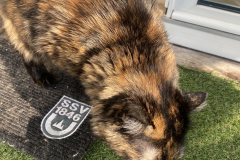 Tiger-Nanny - Mobile Katzenbetreuung Ulm/Neu-Ulm