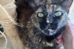 Tiger-Nanny - Mobile Katzenbetreuung Ulm/Neu-Ulm