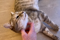 Tiger-Nanny - Mobile Katzenbetreuung Ulm/Neu-Ulm