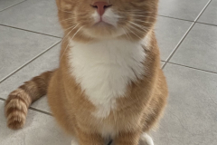 Tiger-Nanny - Mobile Katzenbetreuung Ulm/Neu-Ulm