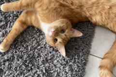 Tiger-Nanny - Mobile Katzenbetreuung Ulm/Neu-Ulm