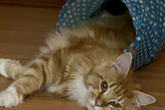 Tiger-Nanny - Mobile Katzenbetreuung Ulm/Neu-Ulm