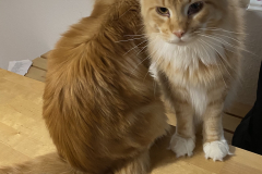 Tiger-Nanny - Mobile Katzenbetreuung Ulm/Neu-Ulm