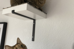 Tiger-Nanny - Mobile Katzenbetreuung Ulm/Neu-Ulm