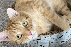 Tiger-Nanny - Mobile Katzenbetreuung Ulm/Neu-Ulm