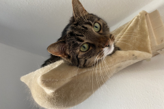 Tiger-Nanny - Mobile Katzenbetreuung Ulm/Neu-Ulm