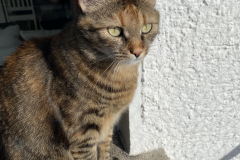 Tiger-Nanny - Mobile Katzenbetreuung Ulm/Neu-Ulm