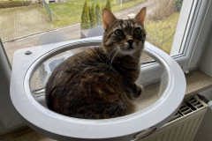 Tiger-Nanny - Mobile Katzenbetreuung Ulm/Neu-Ulm