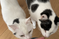 Tiger-Nanny - Mobile Katzenbetreuung Ulm/Neu-Ulm