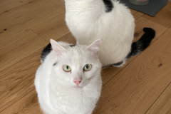 Tiger-Nanny - Mobile Katzenbetreuung Ulm/Neu-Ulm