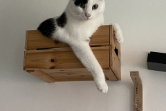 Tiger-Nanny - Mobile Katzenbetreuung Ulm/Neu-Ulm