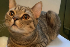 Tiger-Nanny - Mobile Katzenbetreuung Ulm/Neu-Ulm
