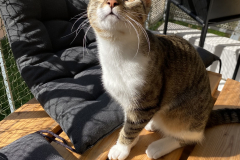 Tiger-Nanny - Mobile Katzenbetreuung Ulm/Neu-Ulm