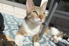 Tiger-Nanny - Mobile Katzenbetreuung Ulm/Neu-Ulm