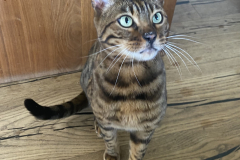 Tiger-Nanny - Mobile Katzenbetreuung Ulm/Neu-Ulm