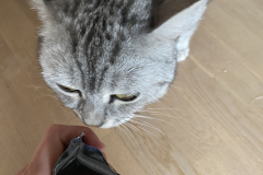 Tiger-Nanny - Mobile Katzenbetreuung Ulm/Neu-Ulm