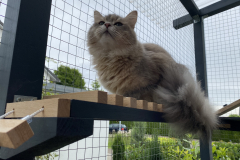 Tiger-Nanny - Mobile Katzenbetreuung Ulm/Neu-Ulm
