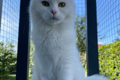 Tiger-Nanny - Mobile Katzenbetreuung Ulm/Neu-Ulm