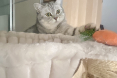 Tiger-Nanny - Mobile Katzenbetreuung Ulm/Neu-Ulm