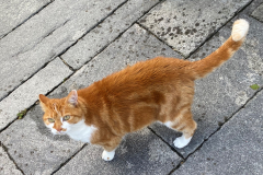 Tiger-Nanny - Mobile Katzenbetreuung Ulm/Neu-Ulm