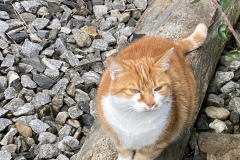 Tiger-Nanny - Mobile Katzenbetreuung Ulm/Neu-Ulm