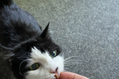 Tiger-Nanny - Mobile Katzenbetreuung Ulm/Neu-Ulm