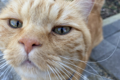 Tiger-Nanny - Mobile Katzenbetreuung Ulm/Neu-Ulm