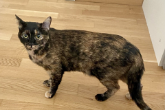 Tiger-Nanny - Mobile Katzenbetreuung Ulm/Neu-Ulm