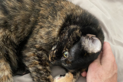 Tiger-Nanny - Mobile Katzenbetreuung Ulm/Neu-Ulm