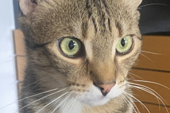 Tiger-Nanny - Mobile Katzenbetreuung Ulm/Neu-Ulm