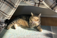 Tiger-Nanny - Mobile Katzenbetreuung Ulm/Neu-Ulm
