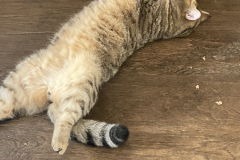 Tiger-Nanny - Mobile Katzenbetreuung Ulm/Neu-Ulm