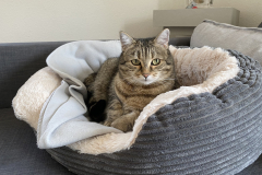 Tiger-Nanny - Mobile Katzenbetreuung Ulm/Neu-Ulm