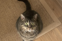 Tiger-Nanny - Mobile Katzenbetreuung Ulm/Neu-Ulm