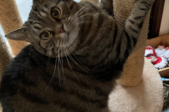 Tiger-Nanny - Mobile Katzenbetreuung Ulm/Neu-Ulm