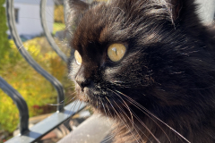 Tiger-Nanny - Mobile Katzenbetreuung Ulm/Neu-Ulm