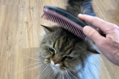 Tiger-Nanny - Mobile Katzenbetreuung Ulm/Neu-Ulm