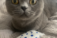 Tiger-Nanny - Mobile Katzenbetreuung Ulm/Neu-Ulm